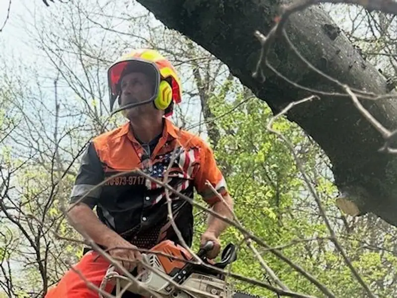 A Lamb Brothers climber in a helmet and orange shirt working a chainsaw high in a tree canopy