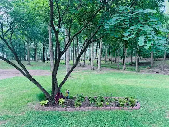 A multi-trunk shade tree with an open crown above a flower bed in a mowed lawn