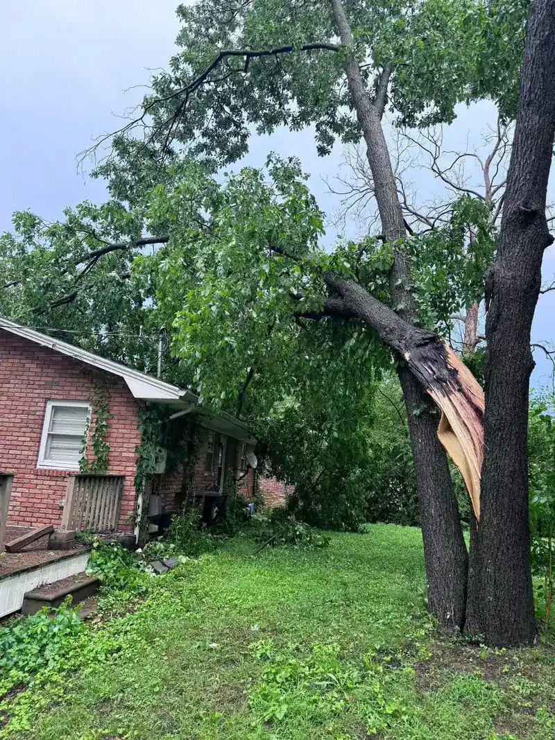 A tall tree split down the middle by a storm beside a brick house
